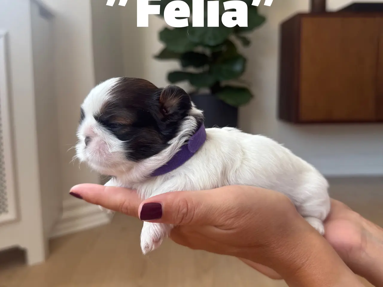 Billede 3 - Shih Tzu-hvalpe søger nyt hjem
