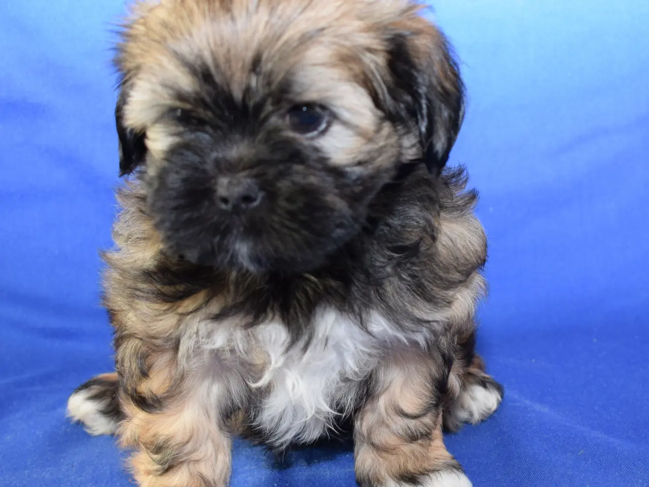 Billede 5 - Lhasa Apso hvalpe