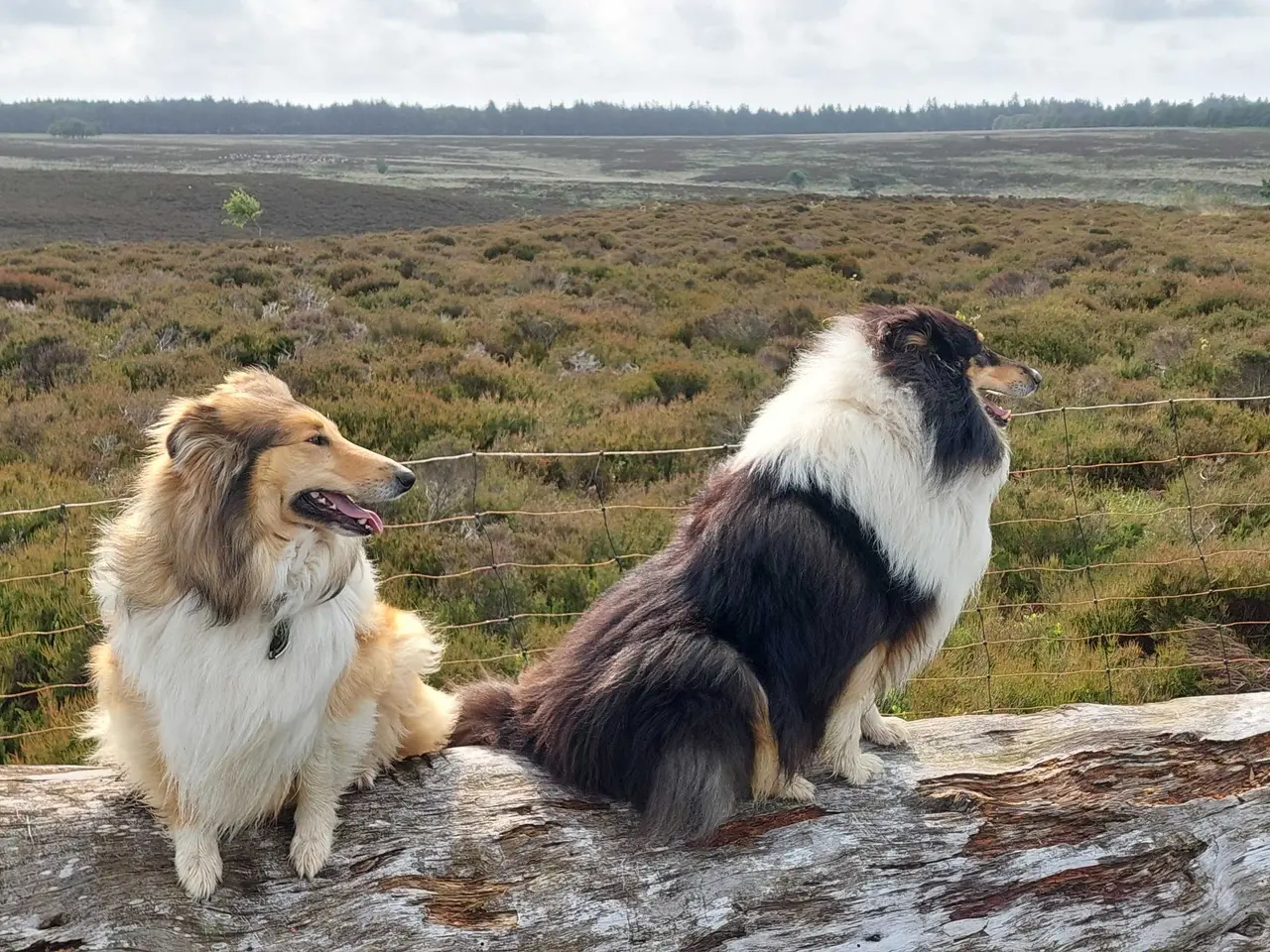Billede 4 - Collie Hvalpe (Amerikansk)