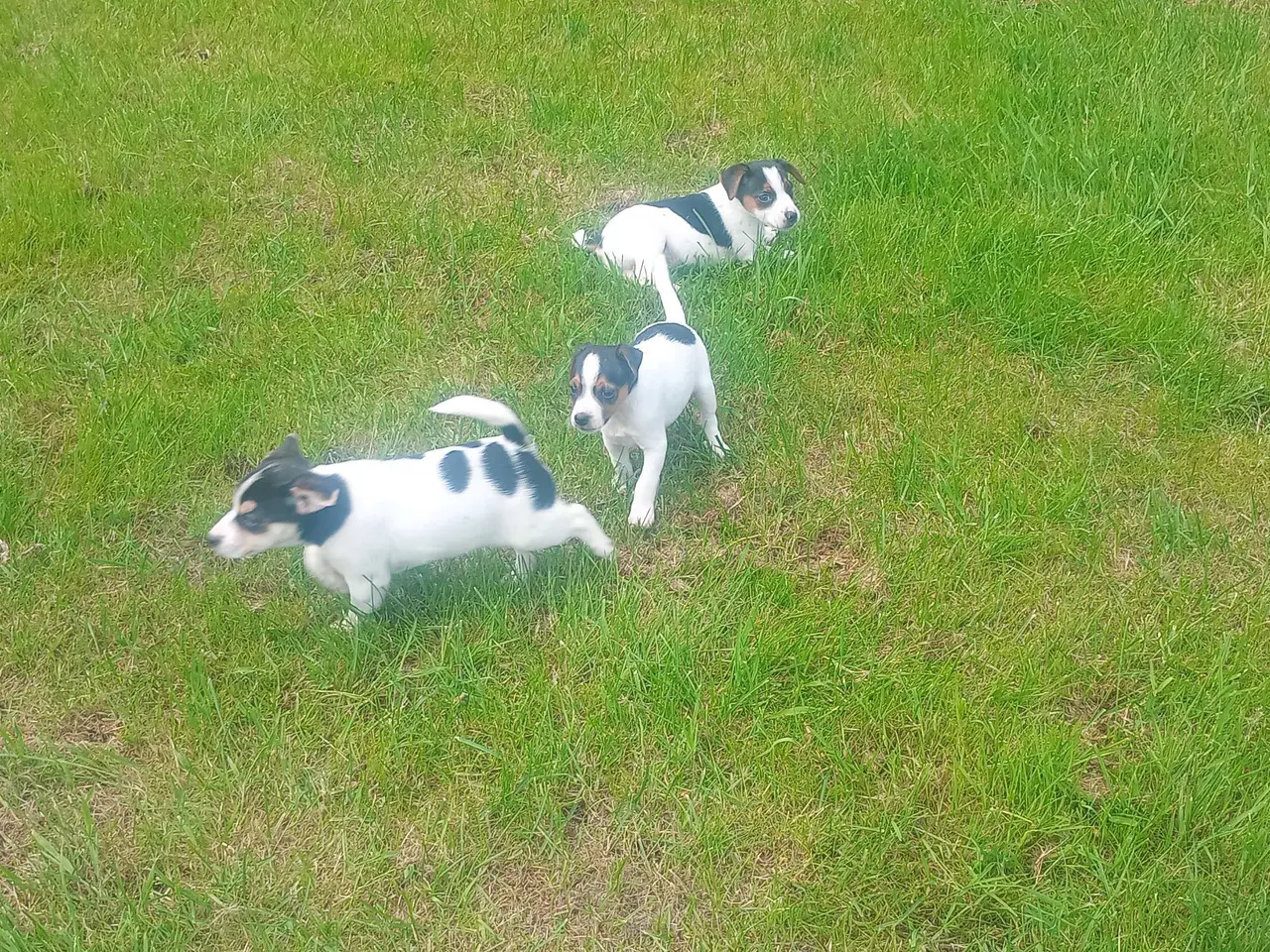 Billede 1 - Dansk svensk gårdhund hvalpe 