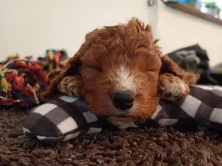 Coackapoo hvalpe(50% cocker spaniel og 50% puddel) - 3