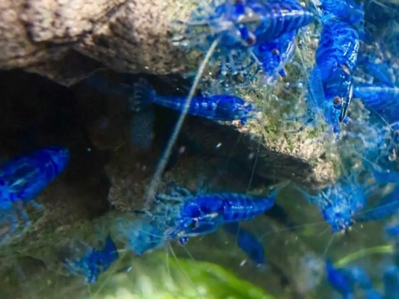 Billede 3 - 💙Flotte blå rejer