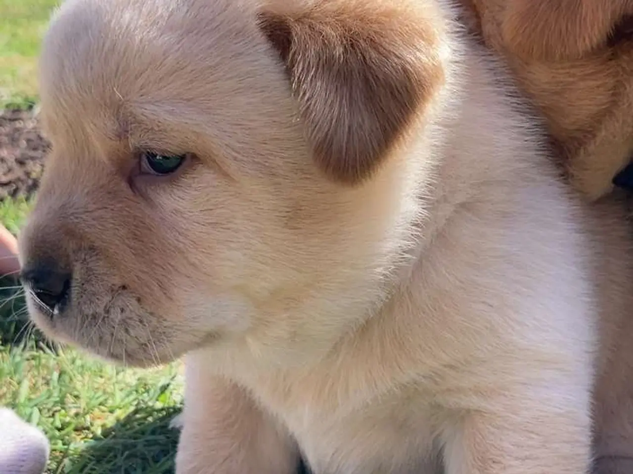 Billede 9 - Blandings Hvalpe 3/4 labrador 1/4 chow chow