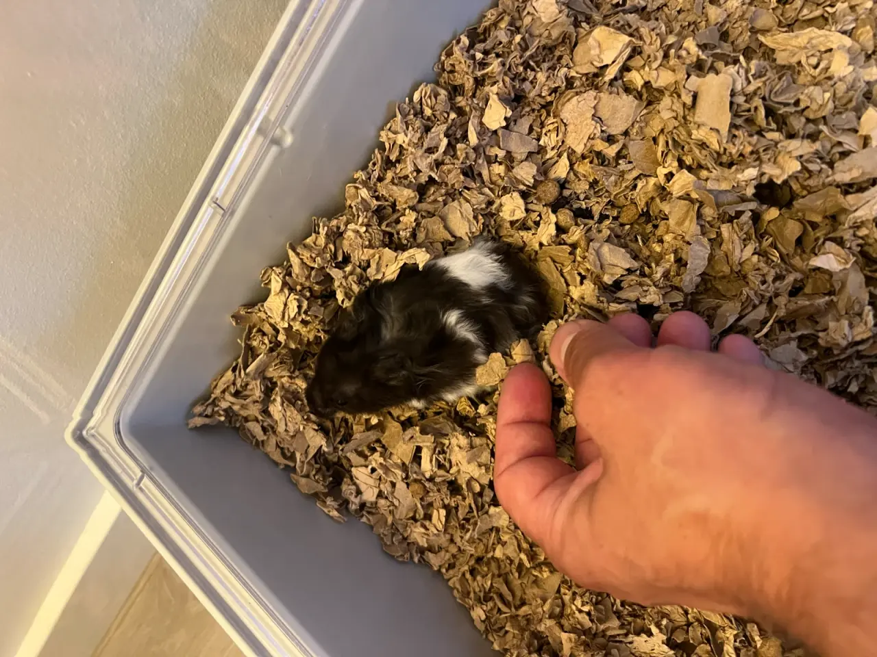 Billede 5 - Hamster- marsvin bur samt guldhamster sælges