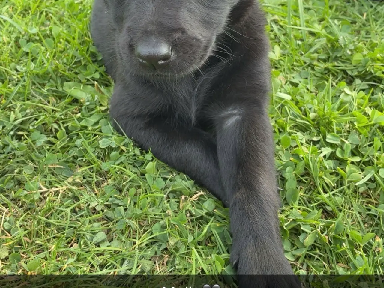 Billede 2 - Labrador og Malinois blandning