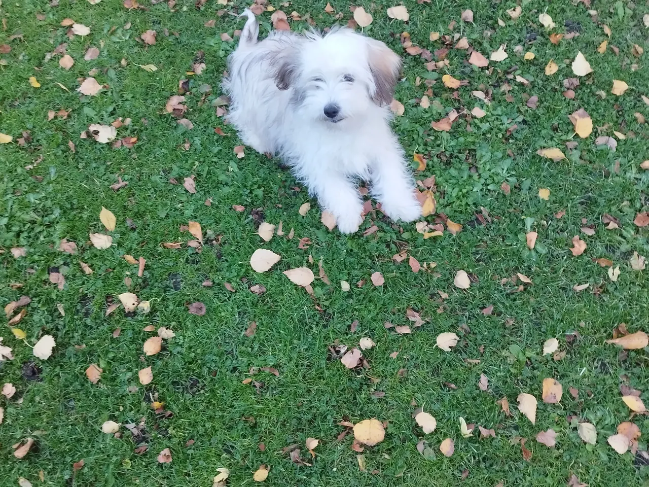 Billede 3 - Coton de Tulear/Havanais