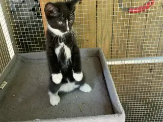 Sødeste kattekillinger klar til at flytte hjemmefr