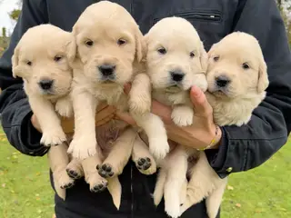 Golden Retriever-hvalpe søger deres nye familier
