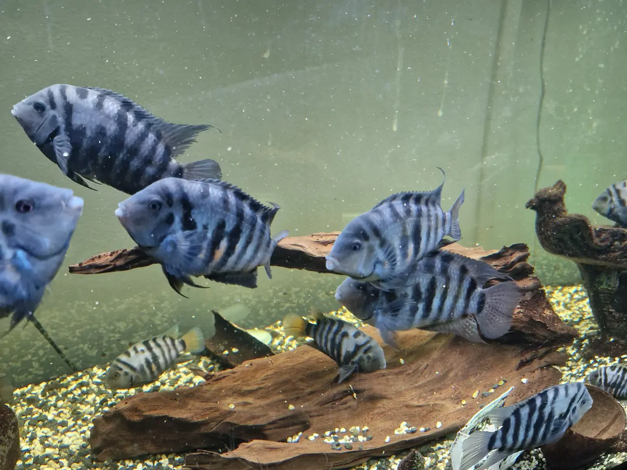 Billede 4 - Zebra cichlider “Amatitlania nigrofasciata”