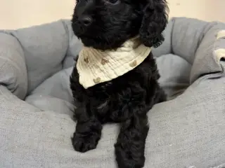 De smukkeste F1 Cavapoo babyer