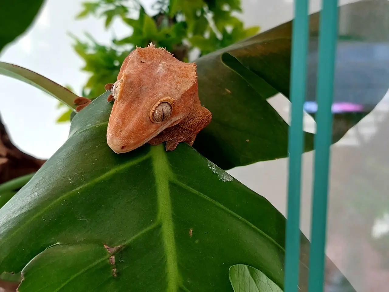 Billede 8 - Kronegekko hun