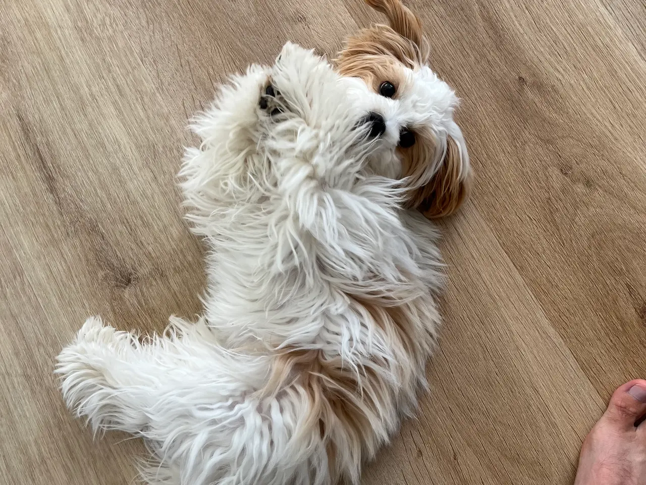 Billede 3 - Bichon havanais