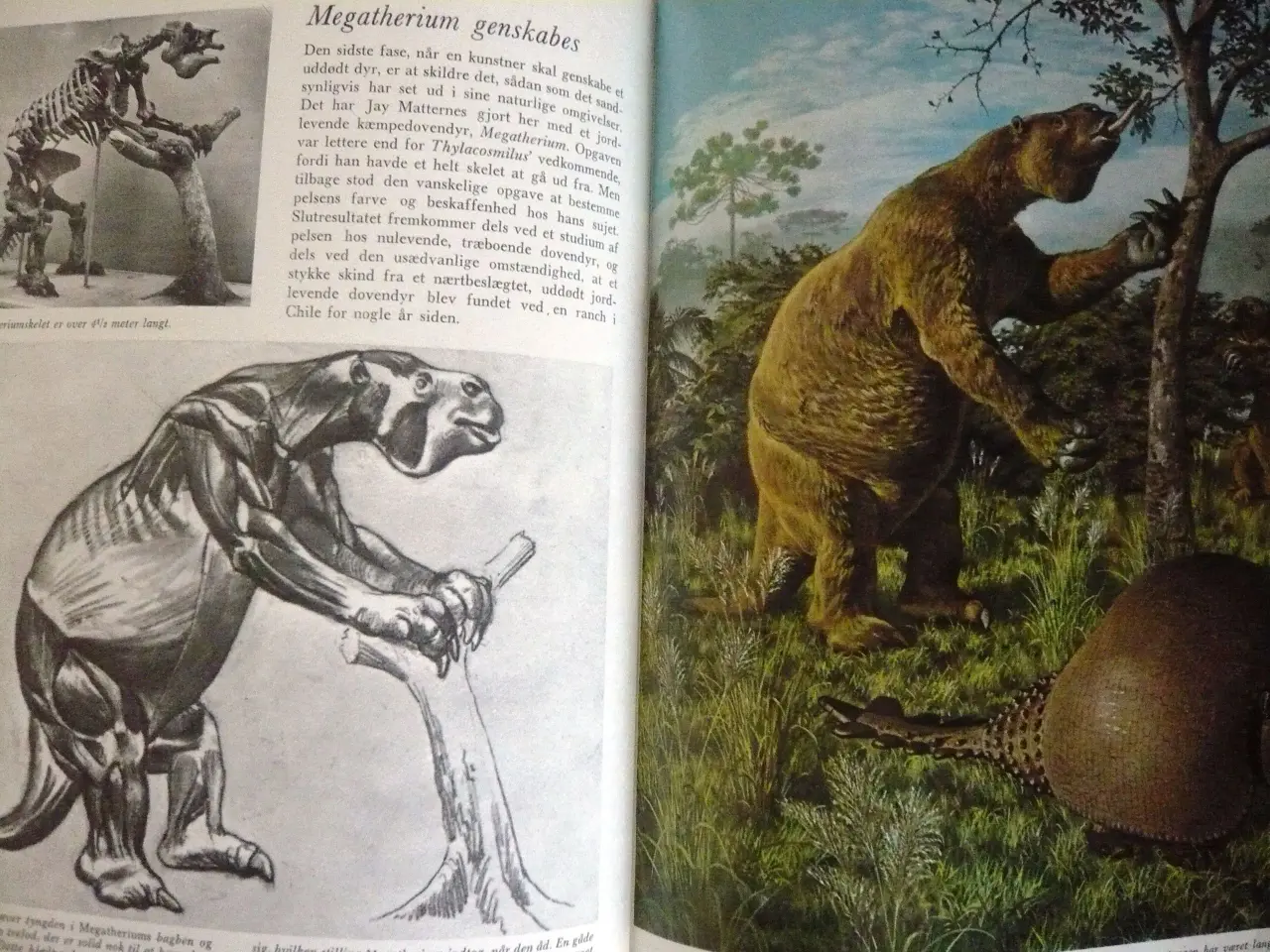 Billede 5 - Sydamerika. Natur og dyreliv af Marston Bates
