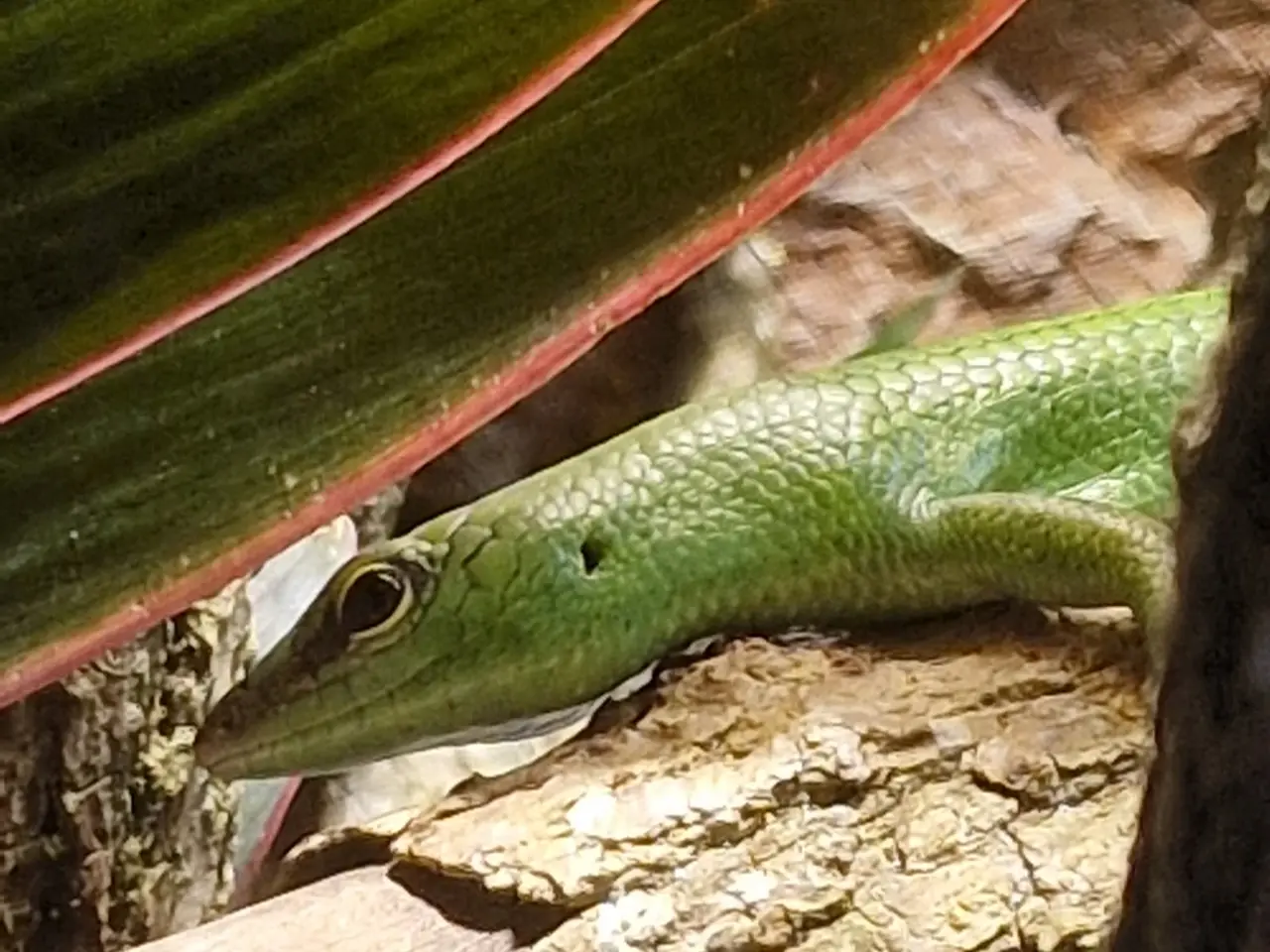 Billede 1 - 2,0 Smaragdskink