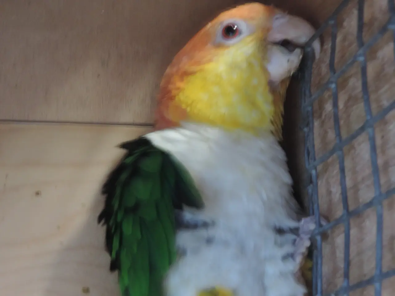 Billede 2 - Rustkappet Caique