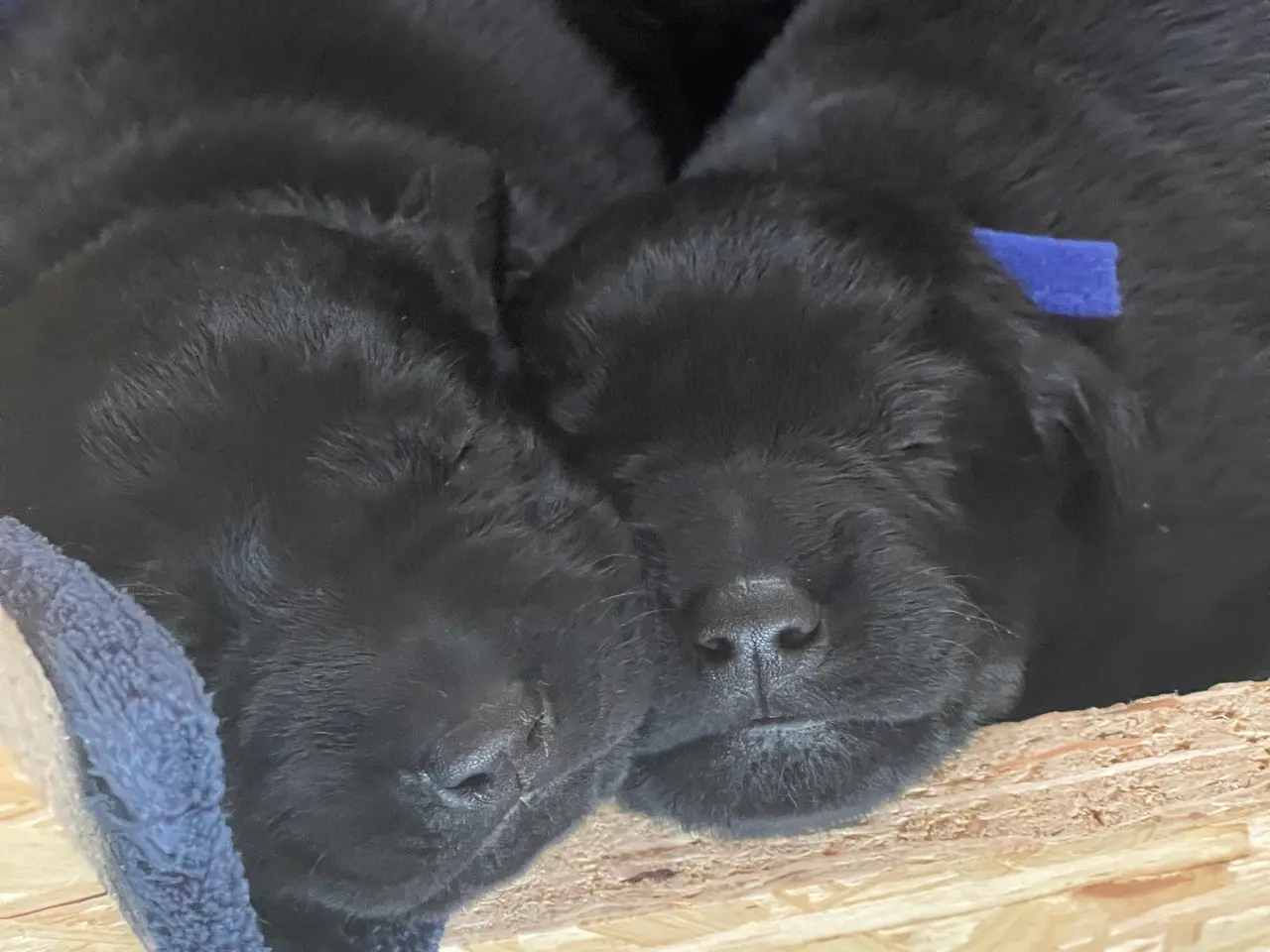 Billede 1 - Labrador -alle er reserveret til og med søndag