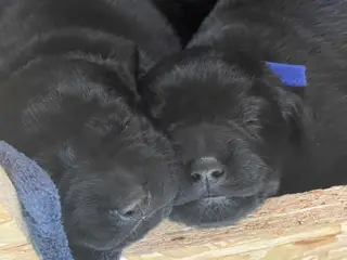 Labrador hvalpe søger ny madmor 
