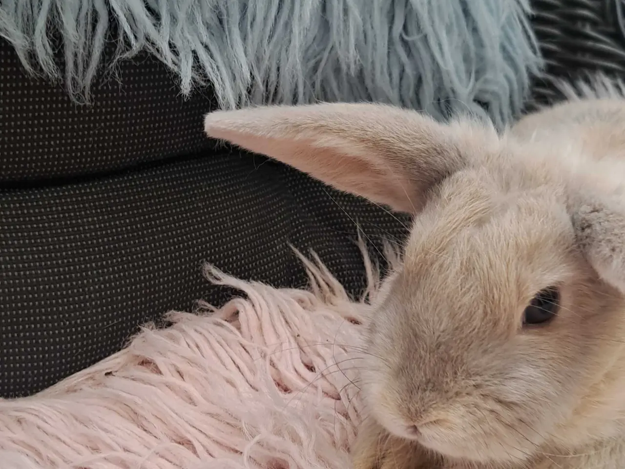 Billede 6 - Kaniner