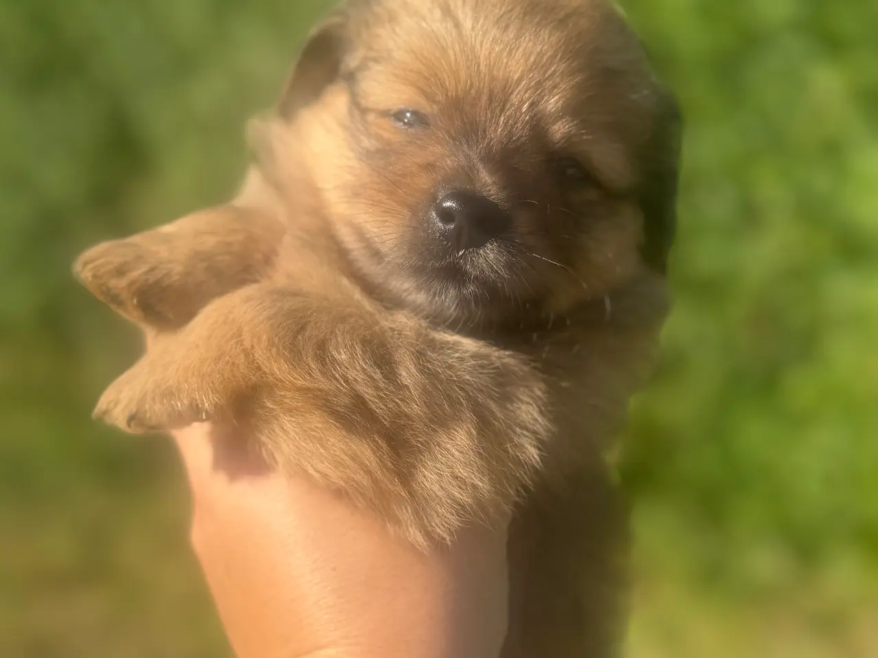 Billede 6 - Skønne små grav/pomeranian hvalpe