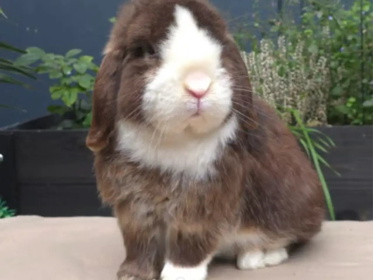 Billede 6 - Sødeste mini lop unge dreng