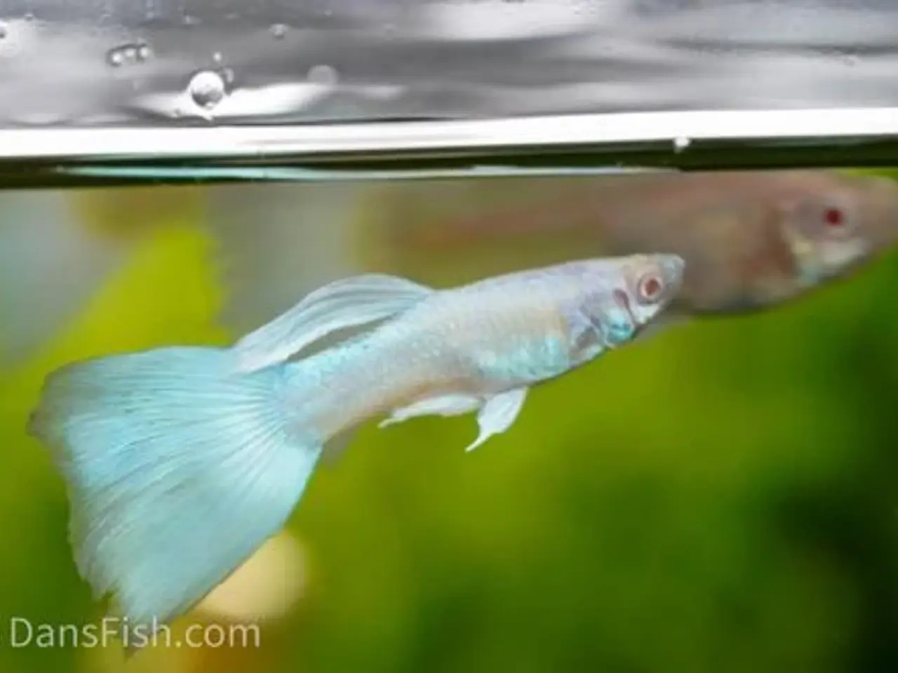 Billede 3 - Ren stammede Guppier