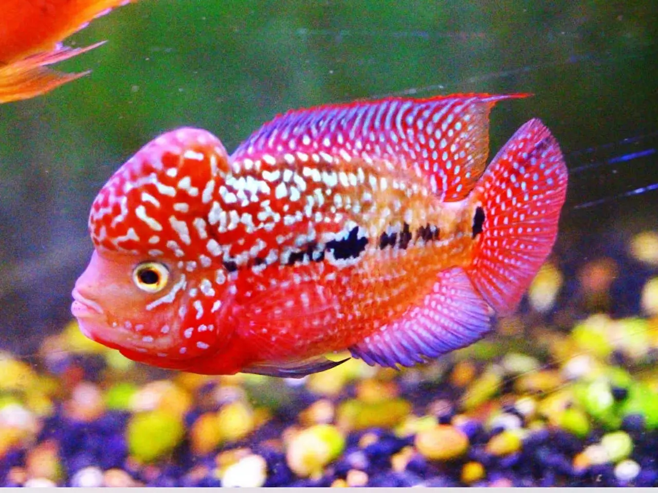 Billede 1 - Flowerhorn 