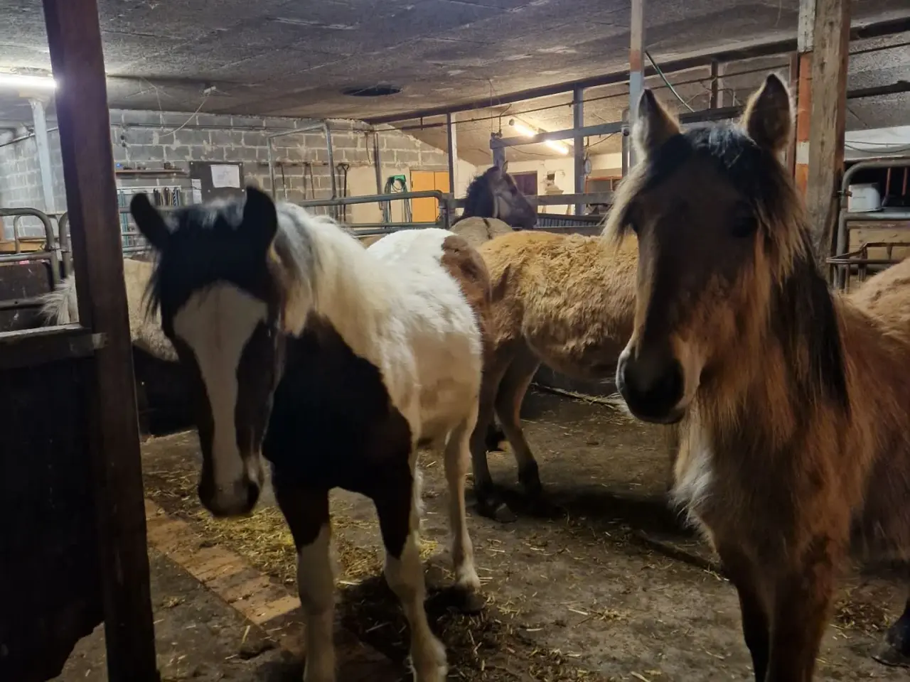 Billede 1 - Hoppe og hingsteplag sælges.
