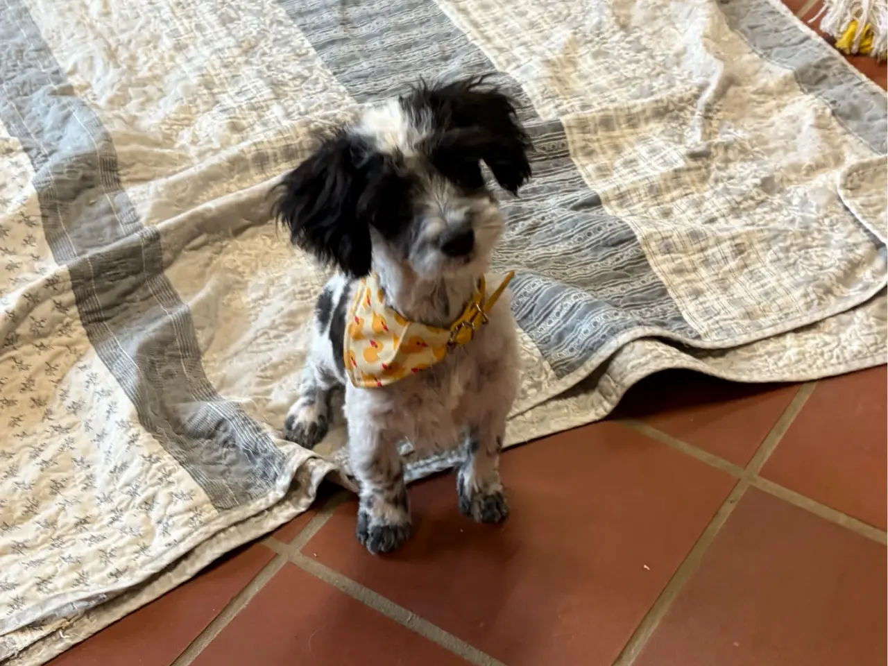 Billede 10 - Den sødeste og frækkeste lille Maltipoo dreng
