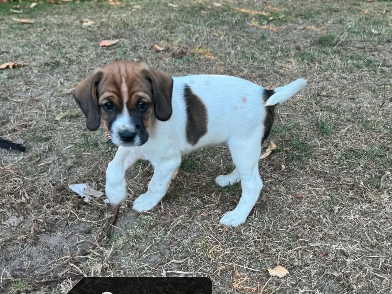 Billede 5 - Amerikansk cockerspaniel blanding 