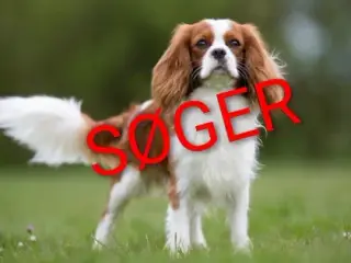 SØGER voksen hund
