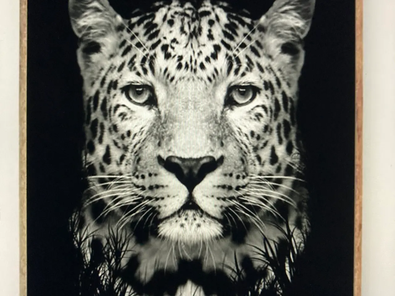 Billede 2 - ByFrank plakater Animal-Kingdom 4 stk