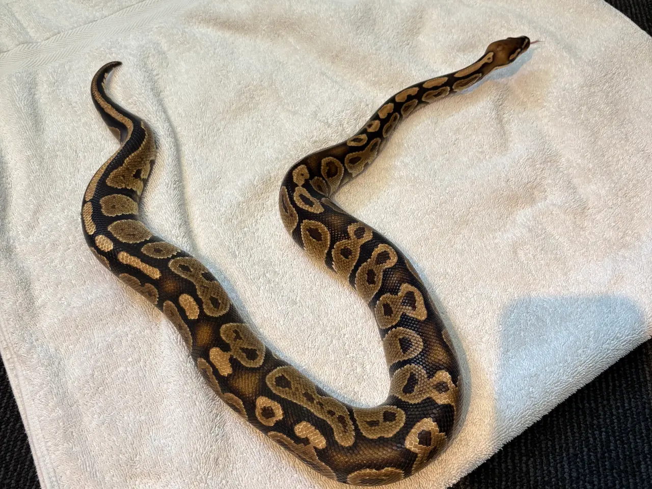 Billede 2 - Kongepython med terrarium 
