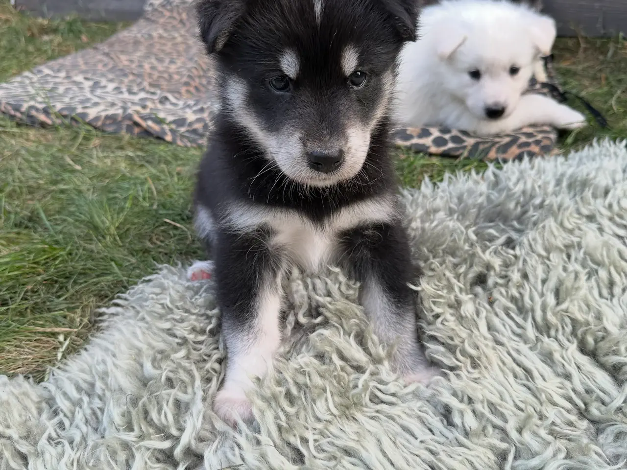 Billede 6 - Blandingshvalpe Husky / Malamute/ Samojede