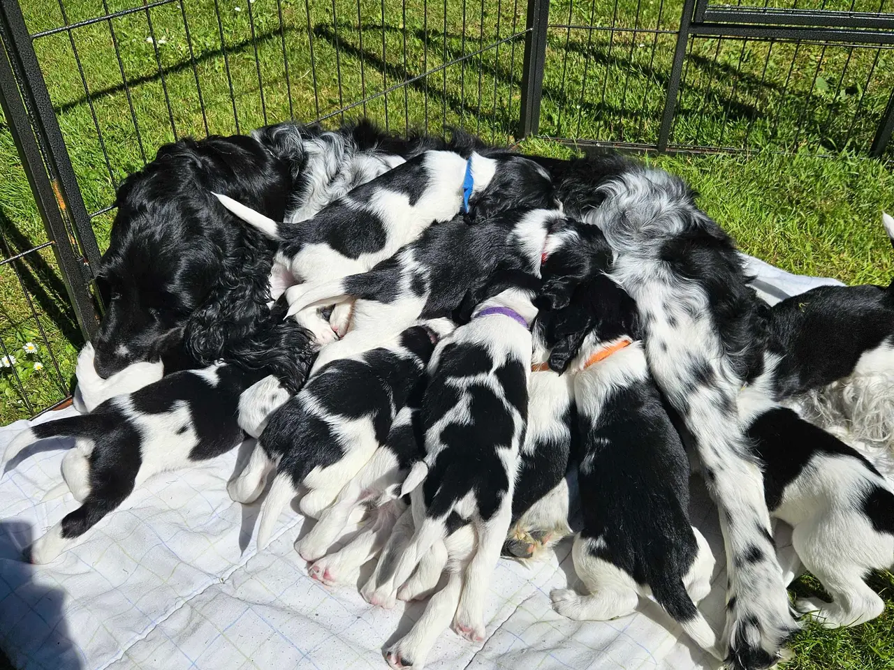 Billede 14 - Engelsk springer spaniel 