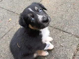 Border collie hvalpe