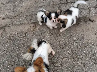 Trefarvet papillon hvalpe