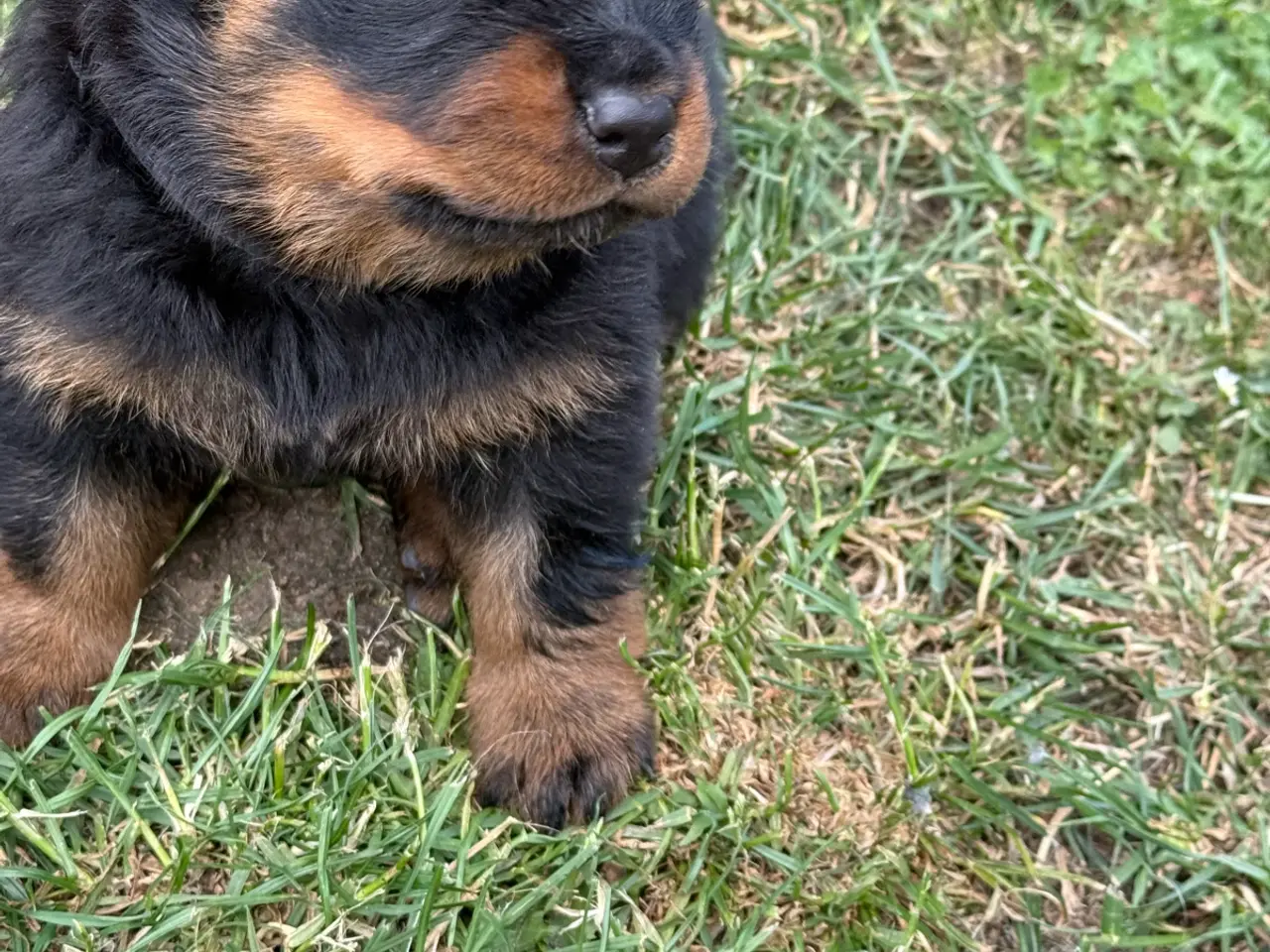 Billede 7 - 7 store rottweiler hvalpe 