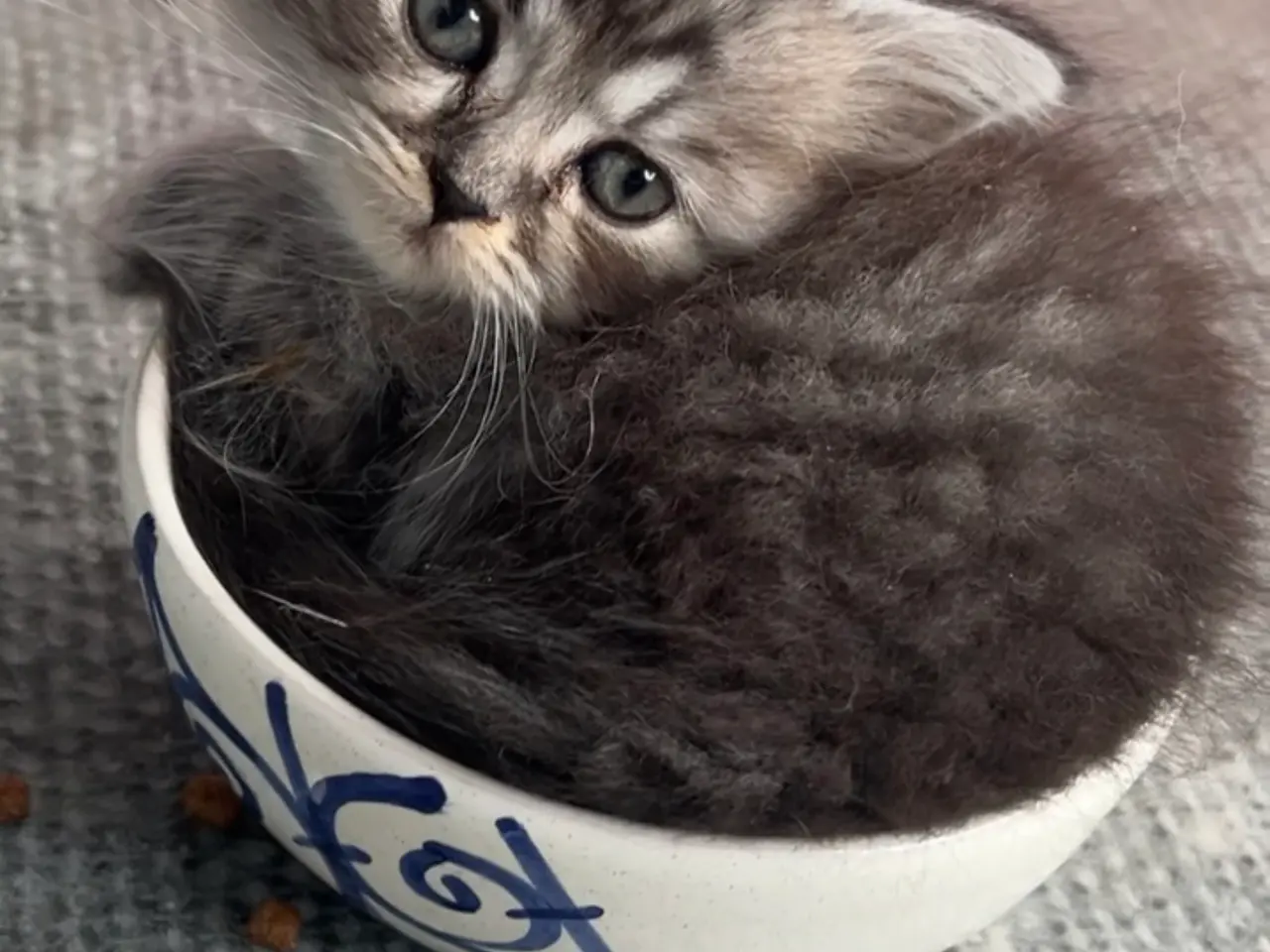 Billede 1 - 4 British shorthair søger ny familie