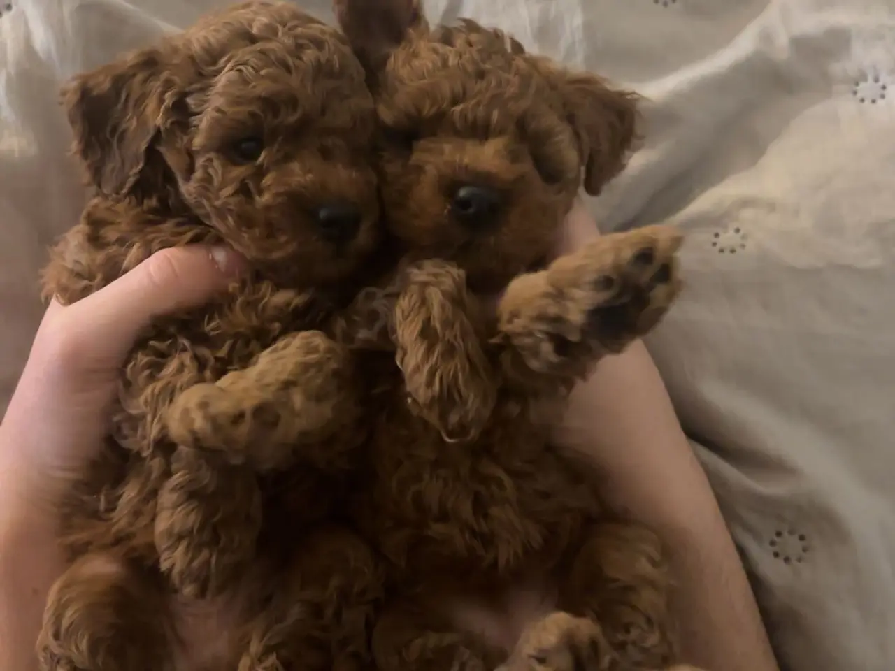 Billede 10 - 🐩 Dværgpuddel han tilbydes til parring 🐩