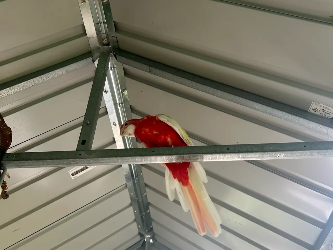 Billede 5 - Rosella Parakit (Crimson Rosella)