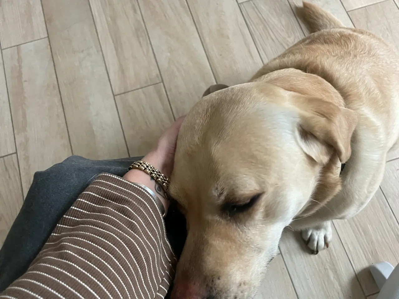 Billede 1 - SØGER Labrador tæve til et hjem på landet