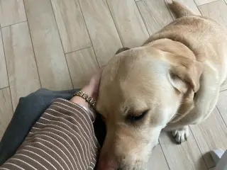 SØGER Labrador tæve til et hjem på landet
