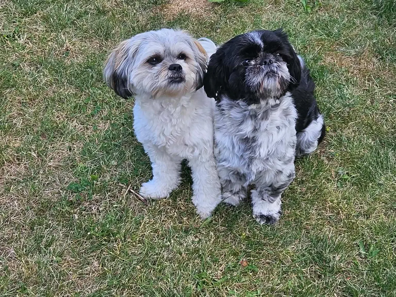 Billede 1 - Blanding af shih tzu og haveneser