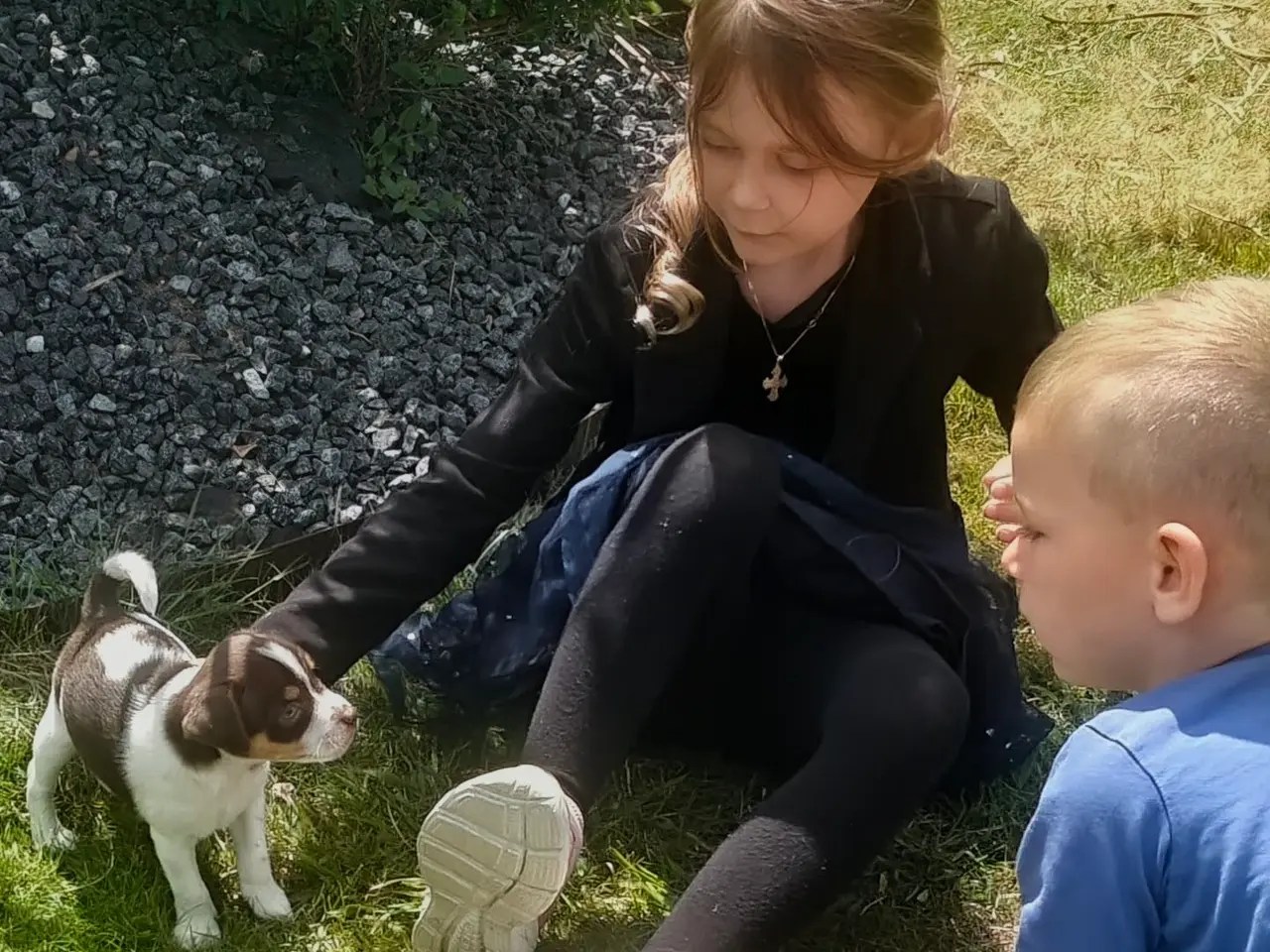Billede 3 - BABY Dansksvensk gårdhund