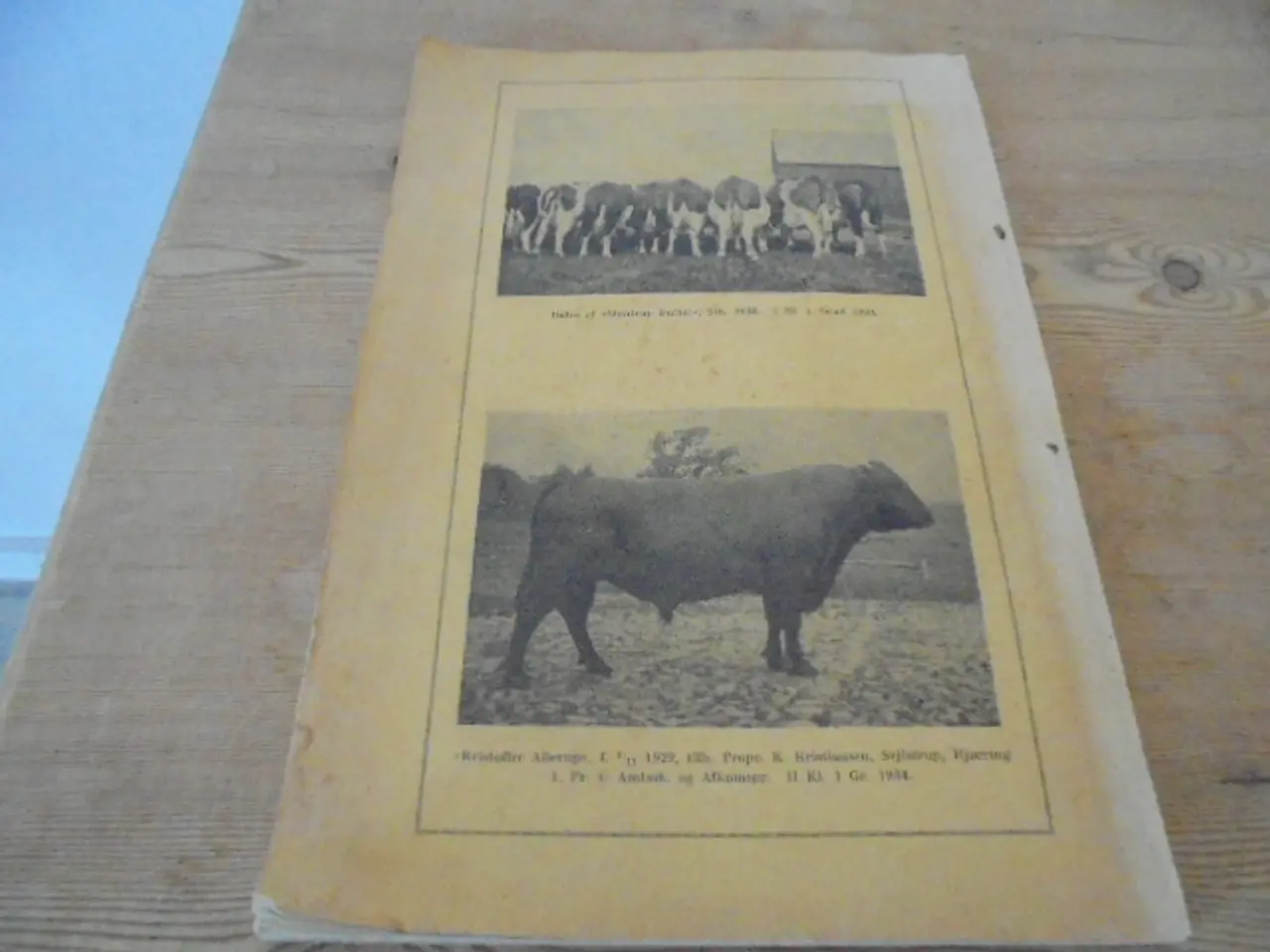 Billede 5 - Kvægavlen i Hjørring amt 1933-34
