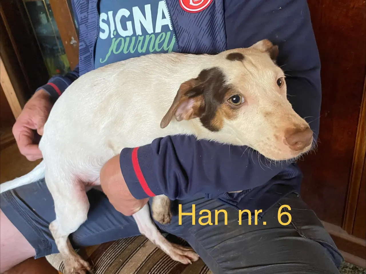 Billede 6 - Ny pris! hvalpe dansksvensk gårdhund/skotskterrier