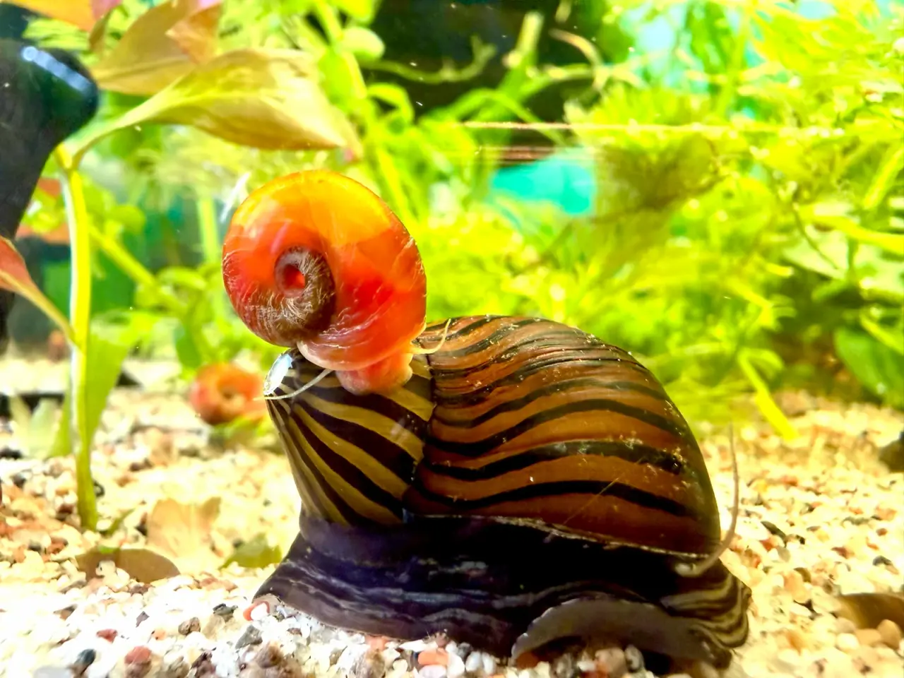 Billede 5 - Zebra Nerite - Slip af med alger 