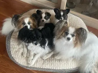 Flotte Papillon hvalp