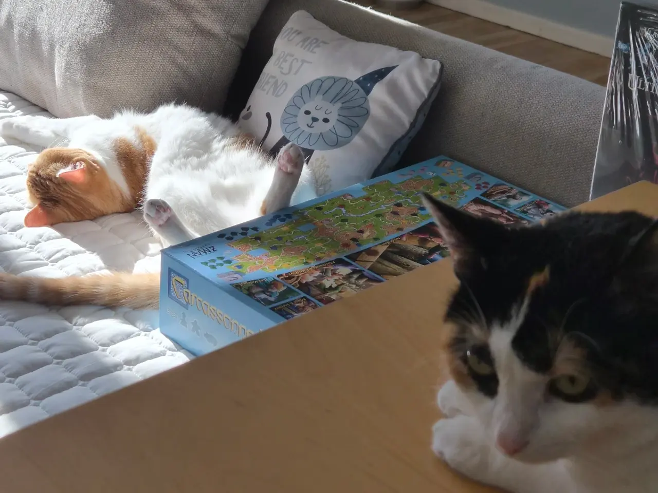 Billede 19 - Cats looking for new loving forever home