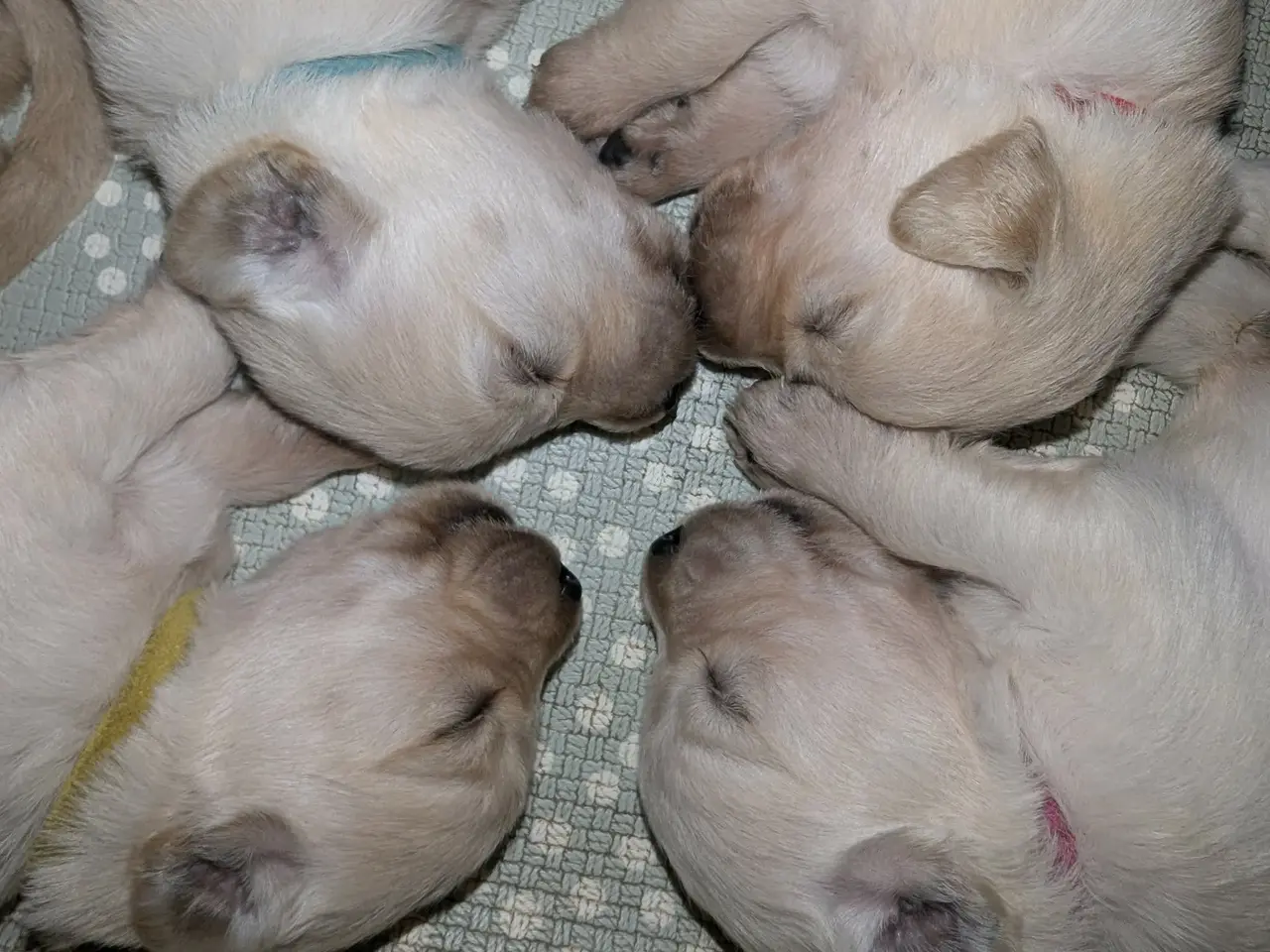 Billede 7 - Golden retriever hvalpe
